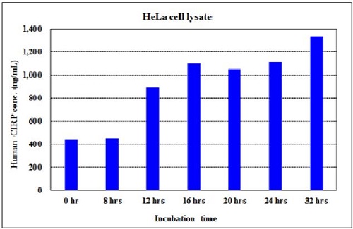 Human CIRP concentration in HeLa cell lysates after cold treatment (at 32°C) for indicated times